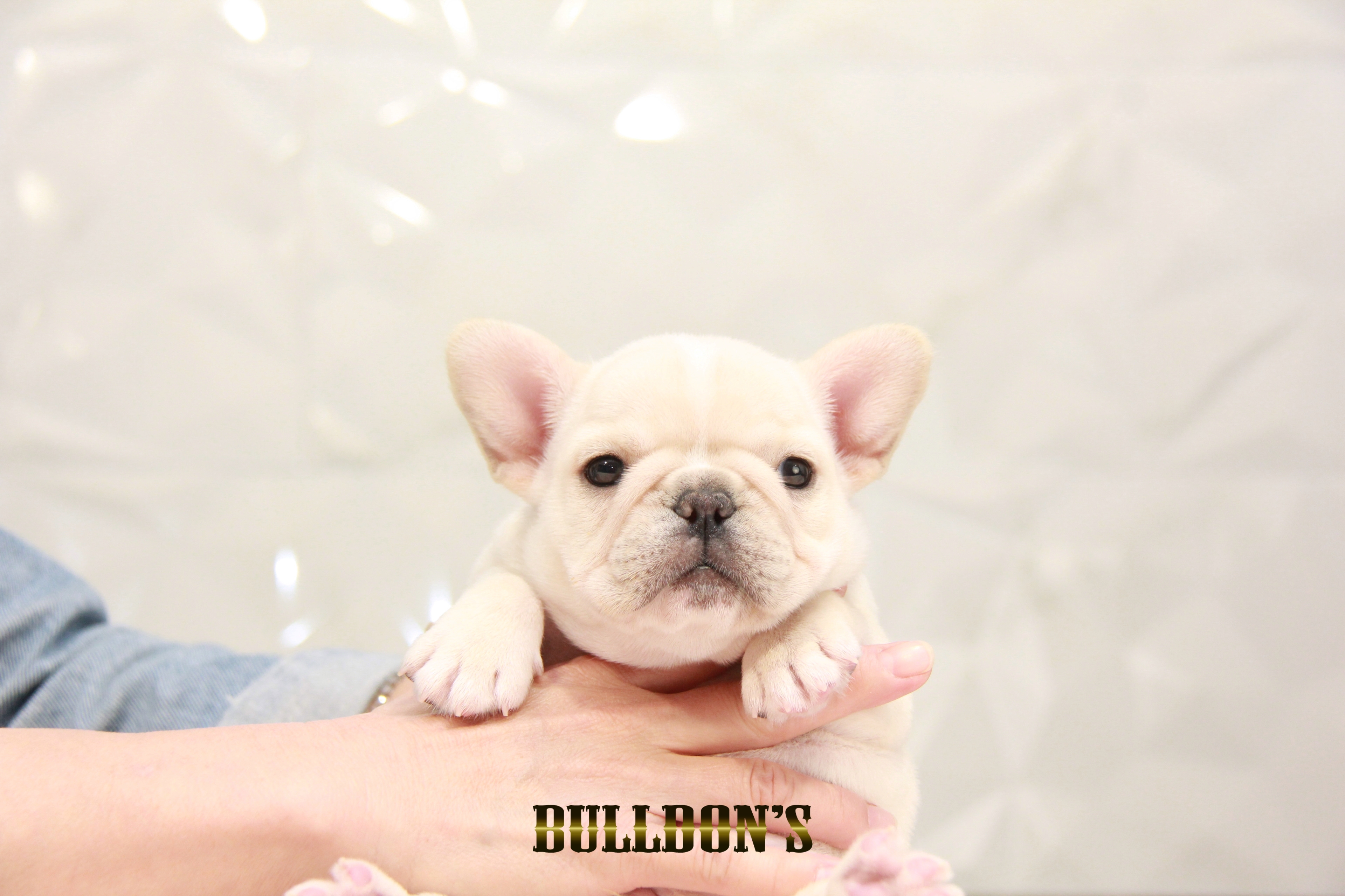 ID:FB1564 フレンチブルドッグ専門ブリーダーBULLDON'S | 【ブルドンズ ID:FB1564 フレンチブルドッグ専門ブリーダーBULLDON'S | 【ブルドンズ