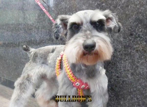 ID:61　ピノ　引退犬Miniature Schnauzerサムネイル