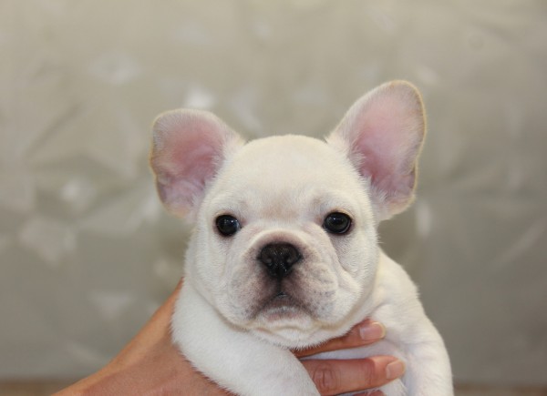 ID:FB495　French Bulldog　サムネイル