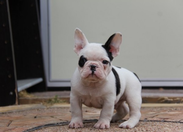 ID:FB442　French Bulldog　サムネイル