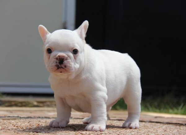 ID:FB448　French Bulldog　サムネイル