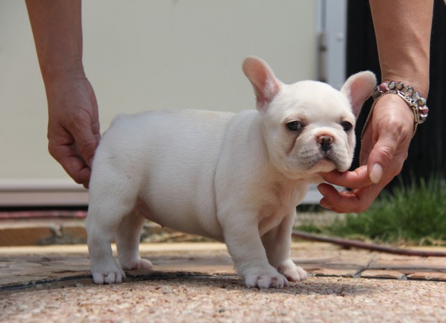 ＩＤ:FB459　French　Bulldog 　サムネイル