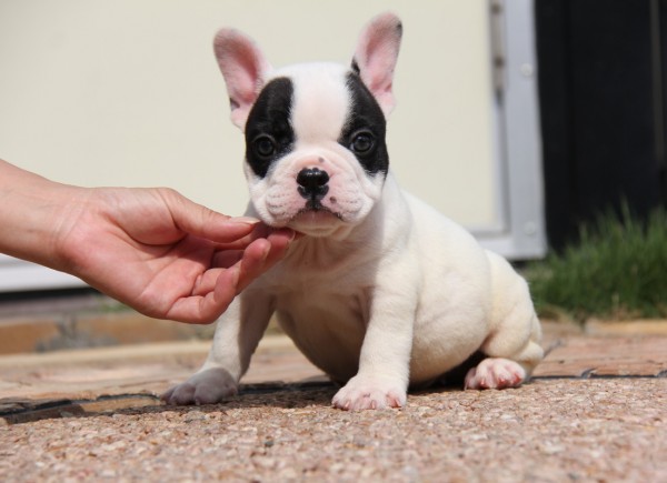 ＩＤ:FB461　French　Bulldogサムネイル