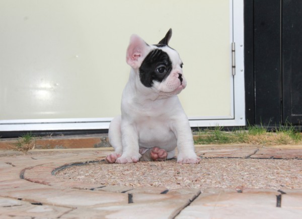 ID:FB474　French Bulldogサムネイル