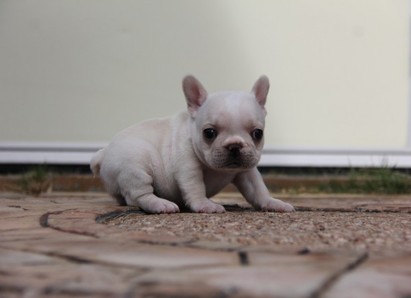 ID:FB475　French Bulldogサムネイル