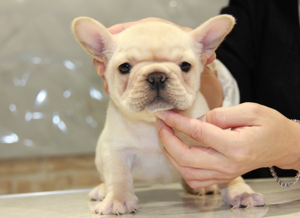 ID:FB646　French Bulldog　サムネイル