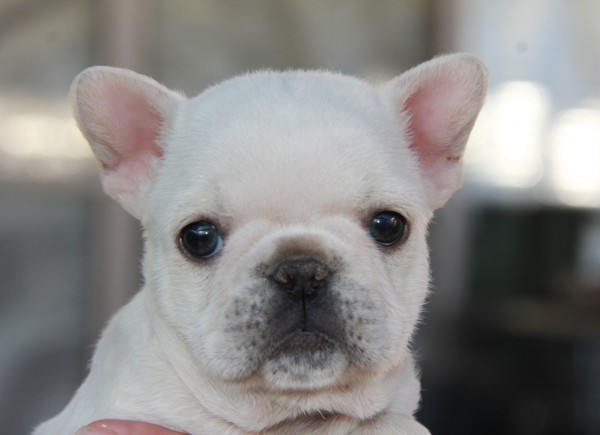 ID:FB532　French Bulldog　サムネイル