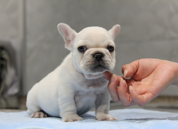 ID:FB679　French Bulldogサムネイル