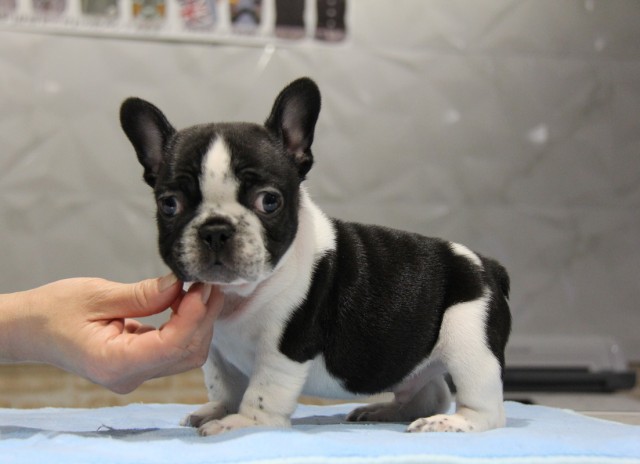 ID:FB669　French Bulldogサムネイル