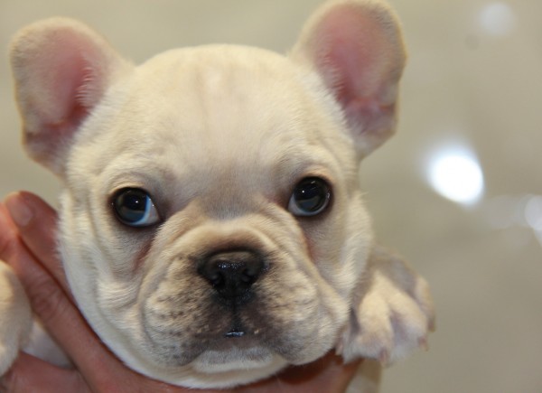 ID:FB540　French Bulldog　サムネイル