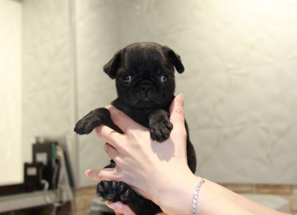 ID:PG377　PUG　サムネイル