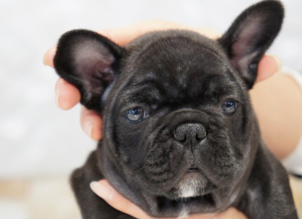 ID:FB554　French Bulldogサムネイル