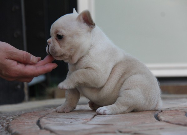 ＩＤ:FB582　French　Bulldog　サムネイル