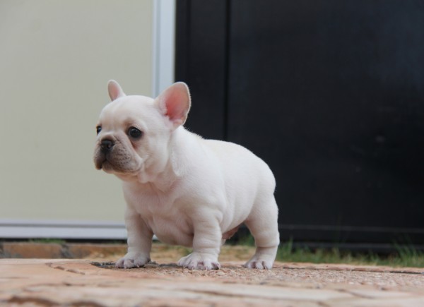 ＩＤ:FB586　French　Bulldogサムネイル