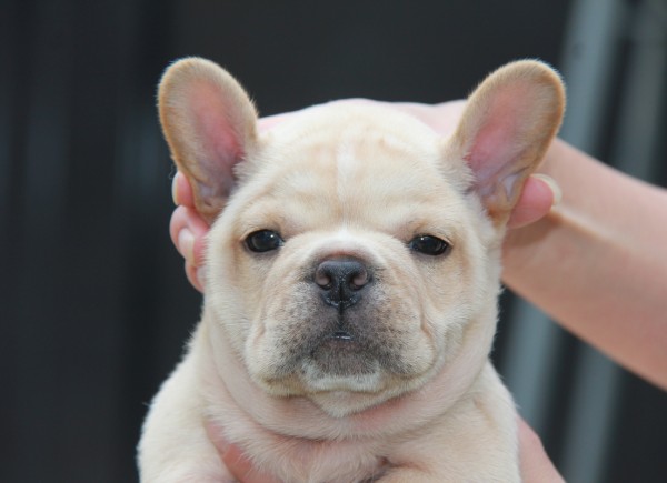 ＩＤ:FB597　French　Bulldogサムネイル