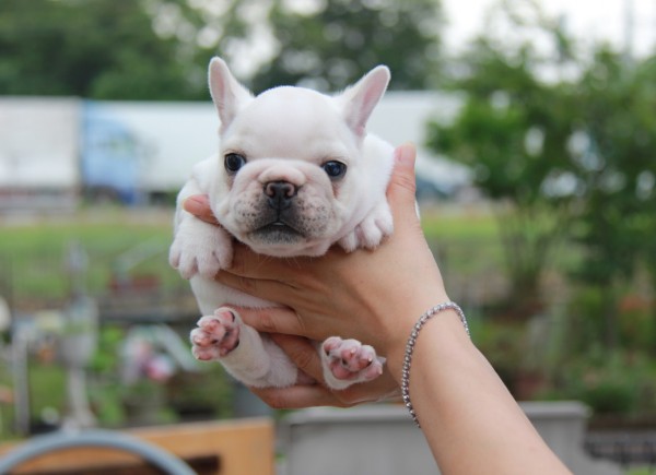 ＩＤ:FB604　French　Bulldogサムネイル