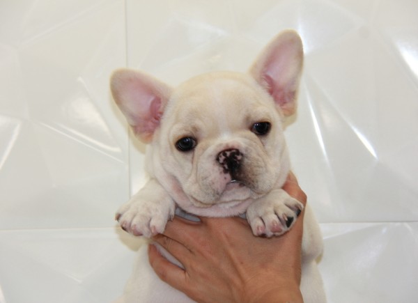 ID:FB620　French Bulldog　サムネイル