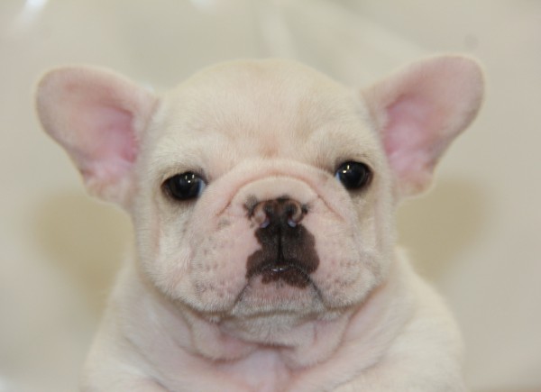 ID:FB624　French Bulldogサムネイル