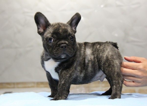 ID:FB631　French Bulldog　サムネイル