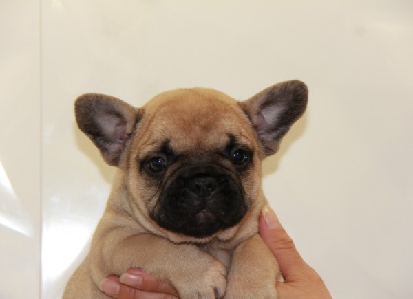 ID:FB632　French Bulldog　サムネイル