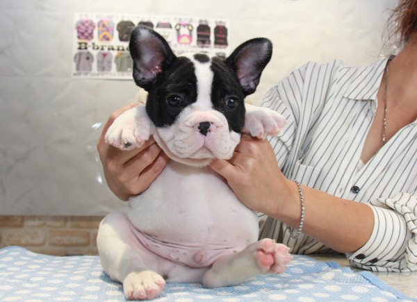 ID:FB788　French Bulldogサムネイル