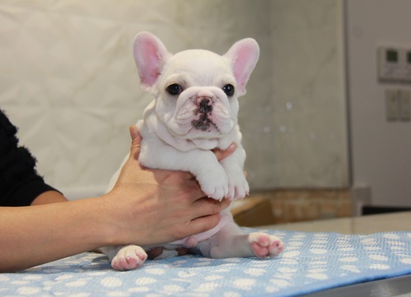 ID:FB797　French Bulldogサムネイル