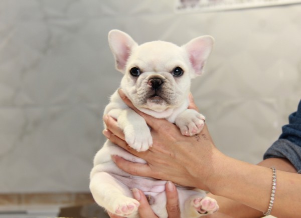 ID:FB789　French Bulldogサムネイル