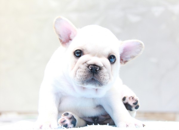 ID:FB786　French Bulldogサムネイル