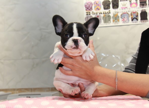 ID:FB804　French Bulldogサムネイル