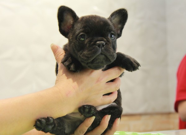 ID:FB807　French Bulldog　サムネイル