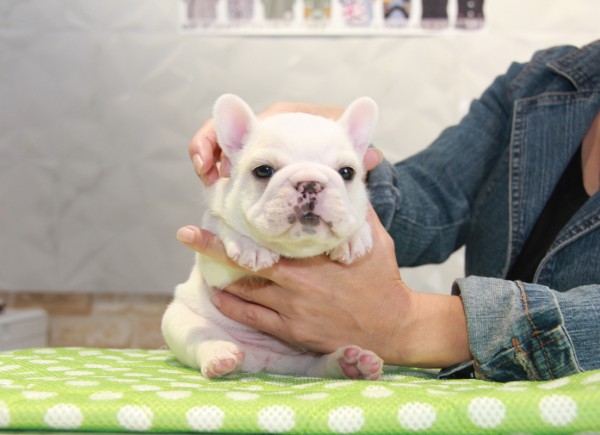 ID:FB800　French Bulldogサムネイル