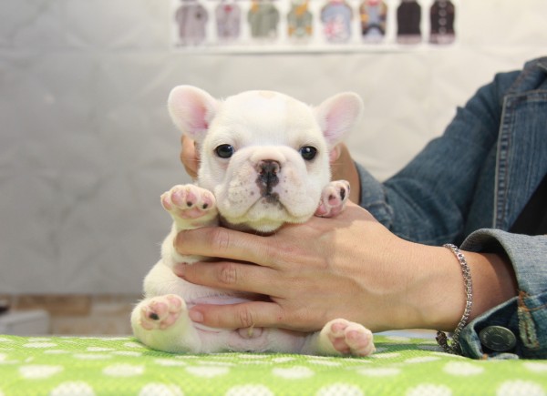 ID:FB803　French Bulldogサムネイル