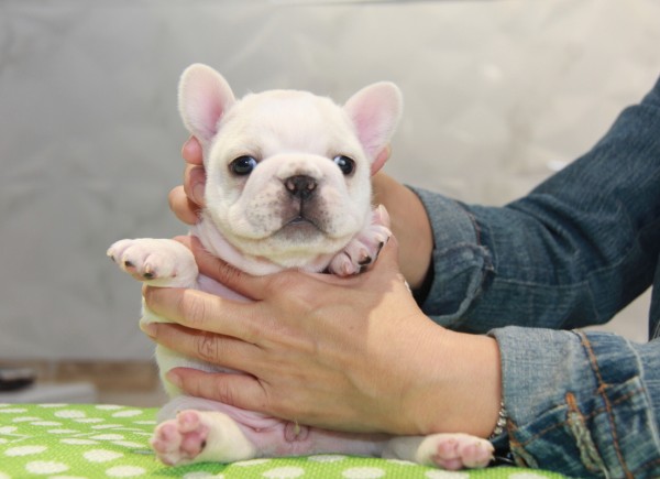 ID:FB802　French Bulldogサムネイル