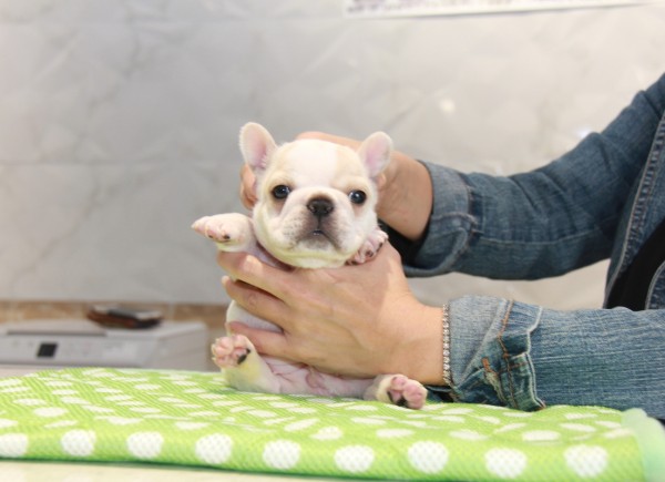 ID:FB801　French Bulldogサムネイル