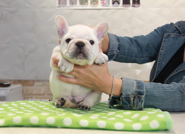 ID:FB809　French Bulldogサムネイル