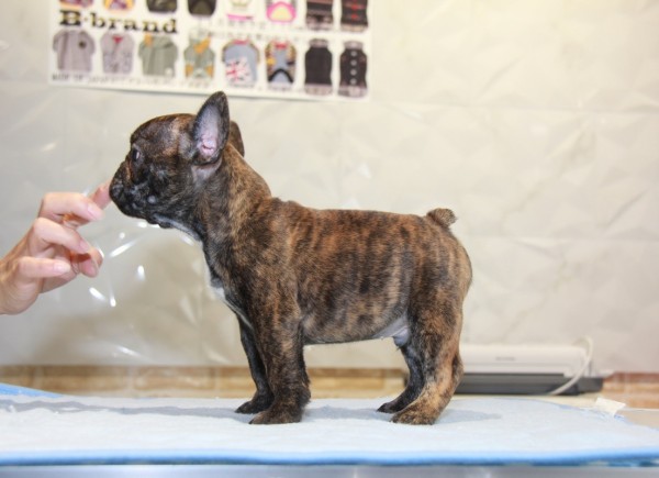 ID:FB814　French Bulldogサムネイル