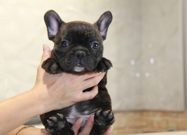 ID:FB813　French Bulldogサムネイル