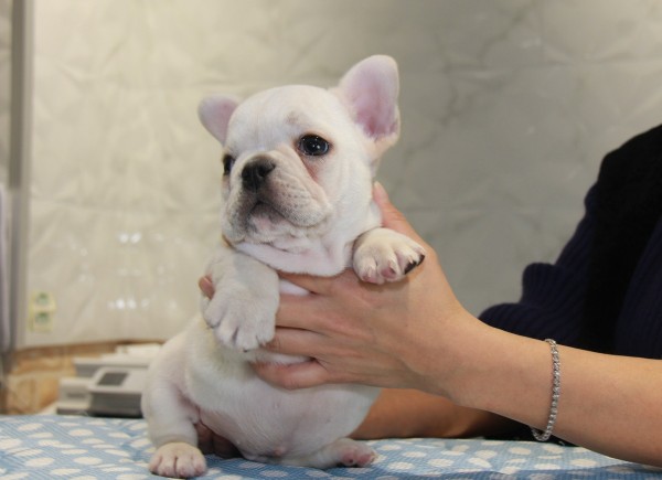 ID:FB815　French Bulldogサムネイル