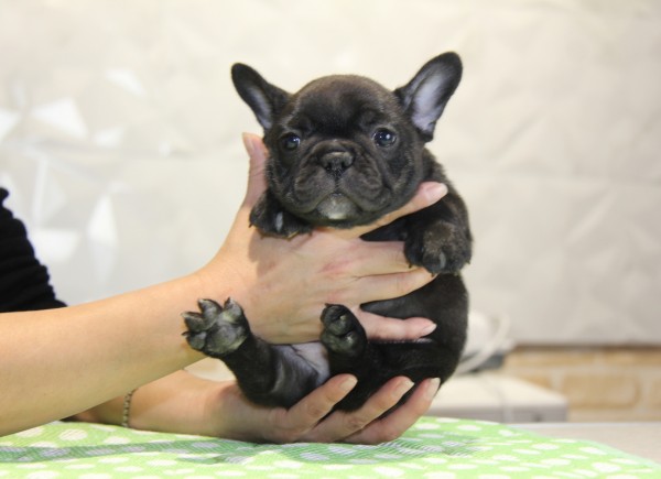 ID:FB818　French Bulldog　サムネイル