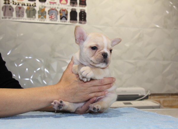 ID:FB824　French Bulldog　サムネイル