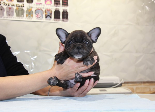 ID:FB825　French Bulldog　サムネイル