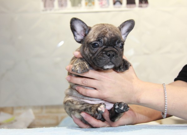 ID:FB828　French Bulldog　サムネイル