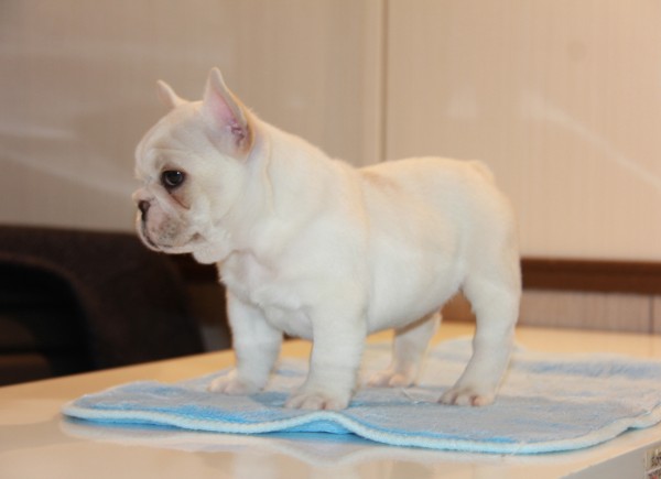 ID:FB695　French Bulldogサムネイル