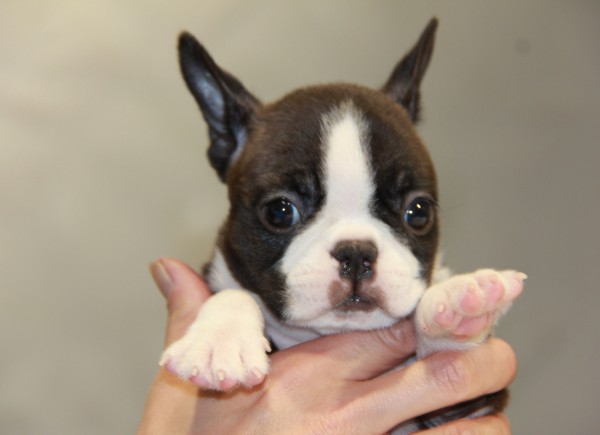 ID:BT176　Boston Terrierサムネイル