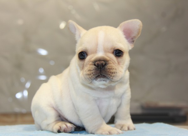 ID:FB708　French Bulldogサムネイル