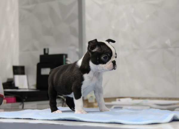 ID:BT187　Boston Terrier　サムネイル