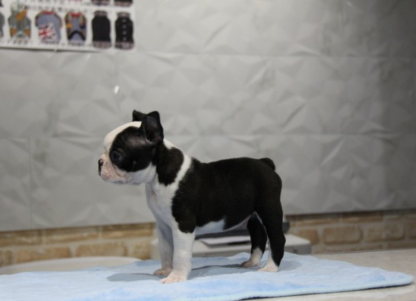 ID:BT188　Boston Terrierサムネイル