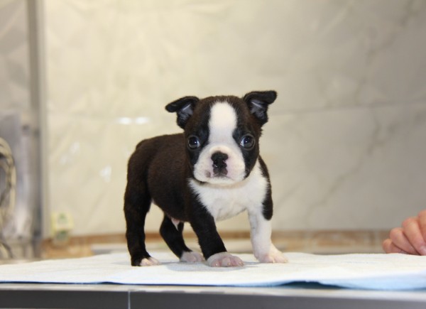 ID:BT192　Boston Terrierサムネイル