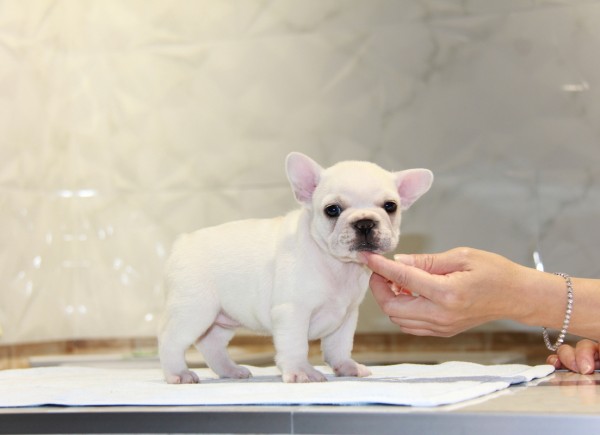 ID:FB745　French Bulldogサムネイル