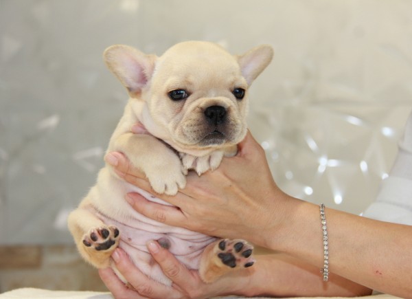 ID:FB755　French Bulldog　サムネイル